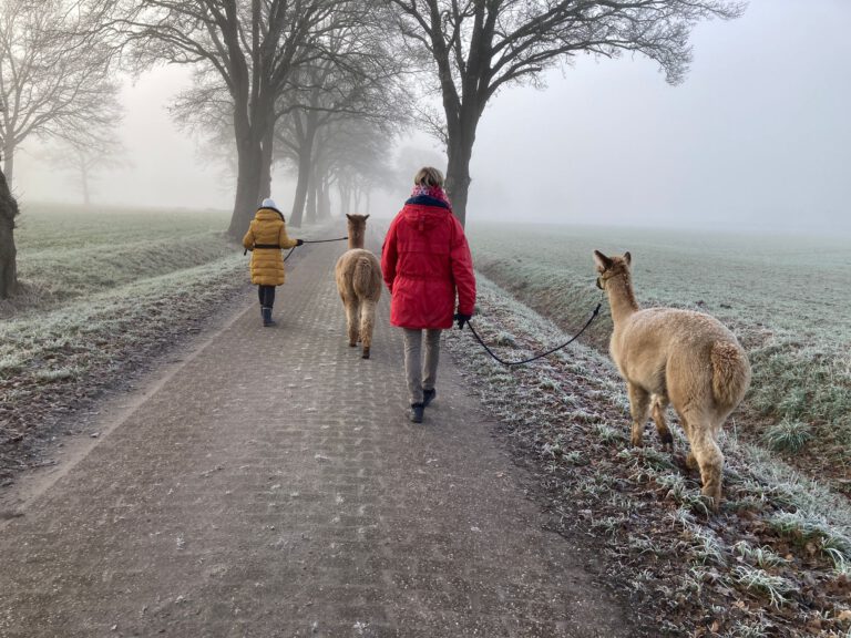 Alpakahof Wardenburg Winter 2026