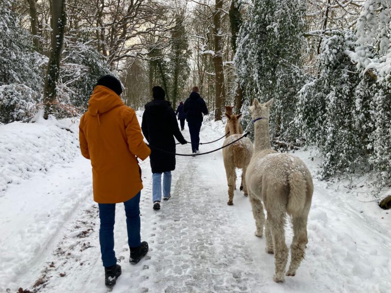 Alpakahof Wardenburg Winter 2026