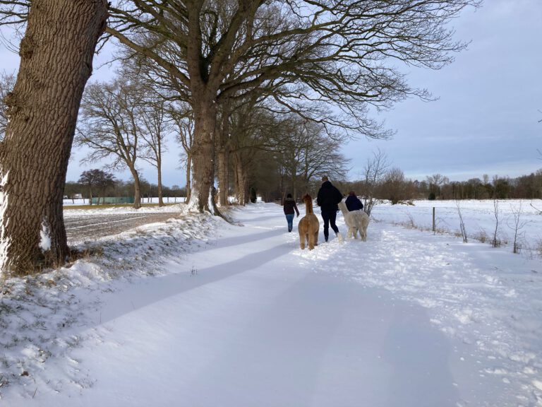 Alpakahof Wardenburg Winter 2026