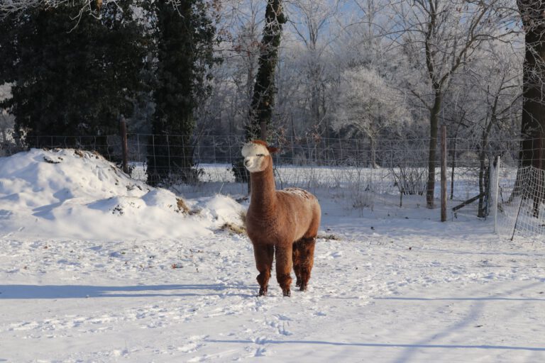 Alpakahof Wardenburg Winter 2026