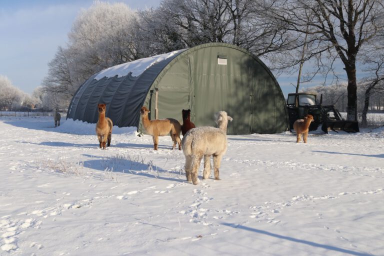 Alpakahof Wardenburg Winter 2026