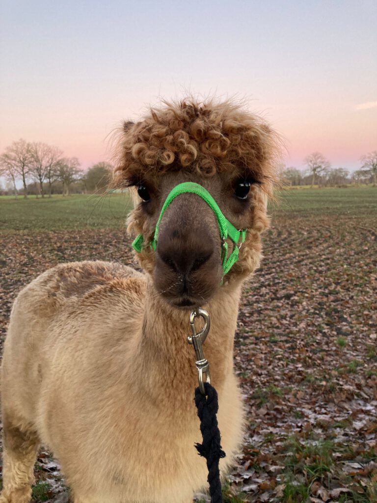 Alpakahof Wardenburg Winter 2026